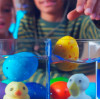 Іграшка, що зростає, в яйці «Eggy Animals» - ПТАШКИ (у дисплеї)